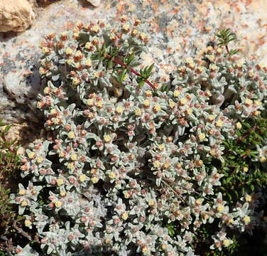 Image of Candyfloss Everlasting