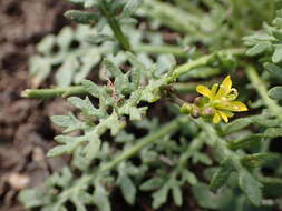 Image de Sisymbrella aspera (L.) Spach