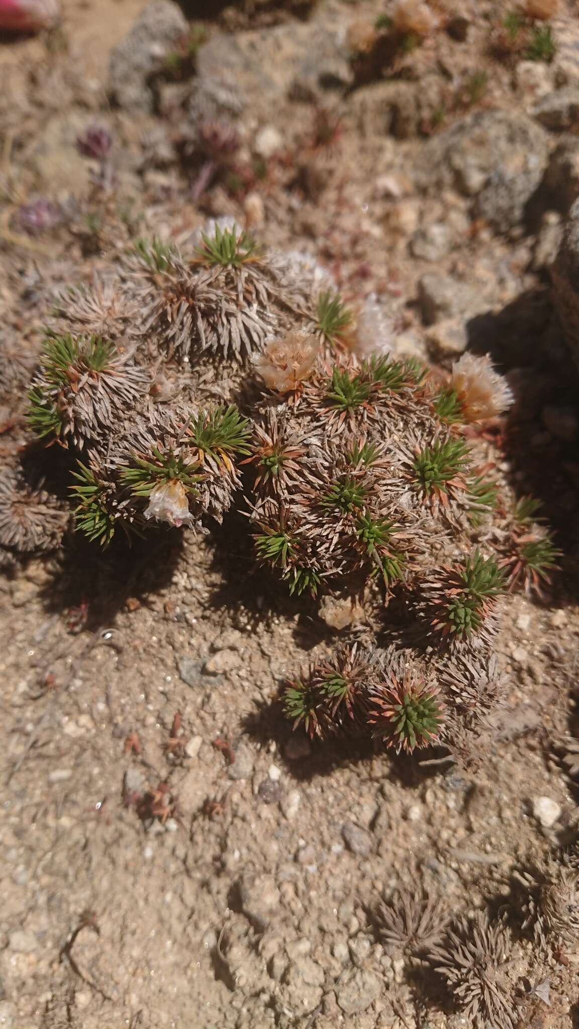 صورة Armeria caespitosa (Ortega) Boiss.