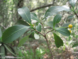 Image of Psychotria isalensis (Bremek.) A. P. Davis & Govaerts