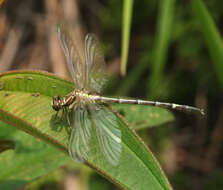 Image of Euthygomphus yunnanensis (Zhou & Wu 1992)