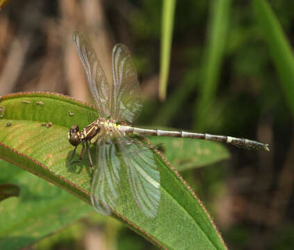 Sivun Euthygomphus yunnanensis (Zhou & Wu 1992) kuva