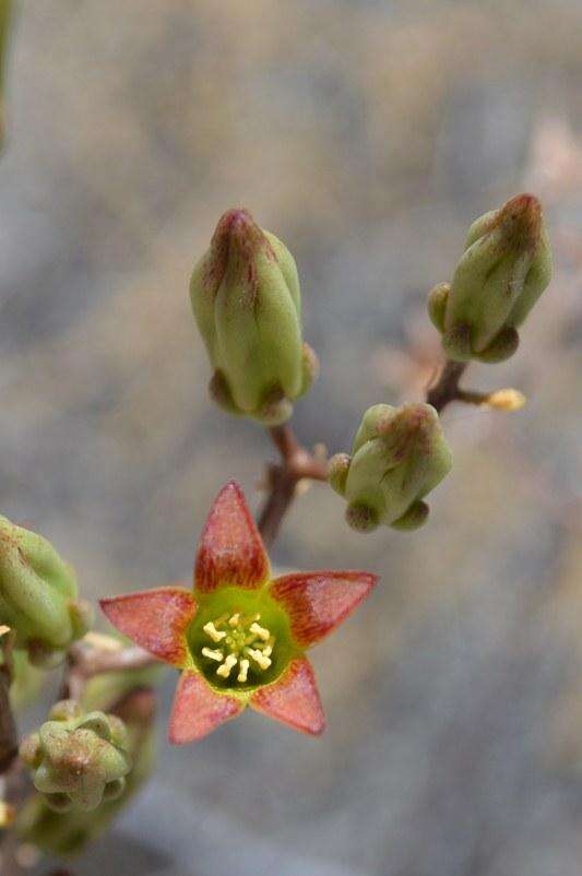 Image of Tylecodon kritzingeri E. J. van Jaarsweld