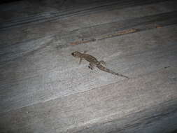 Image of Common Smooth-Scaled Gecko