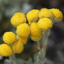 Image of <i>Artemisia <i>potentilloides</i></i> var. potentilloides