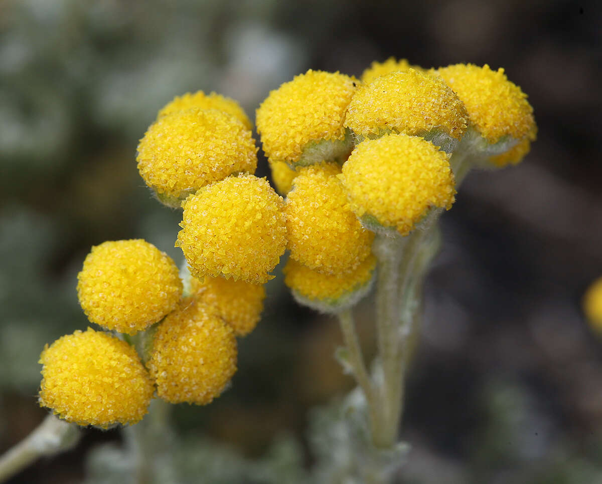 Image of <i>Artemisia <i>potentilloides</i></i> var. potentilloides