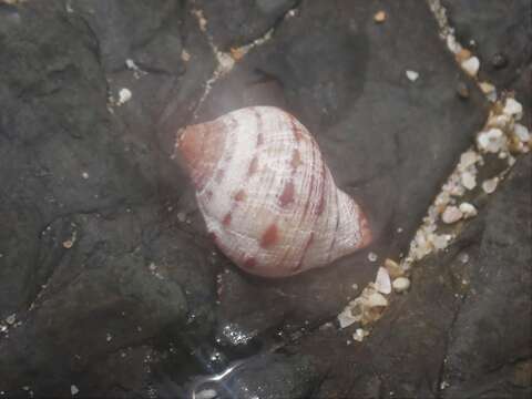 Image of alou rock shell