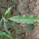 Image of Elaeocarpus decipiens Hemsl.