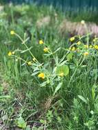 Image de Ranunculus cassubicus L.