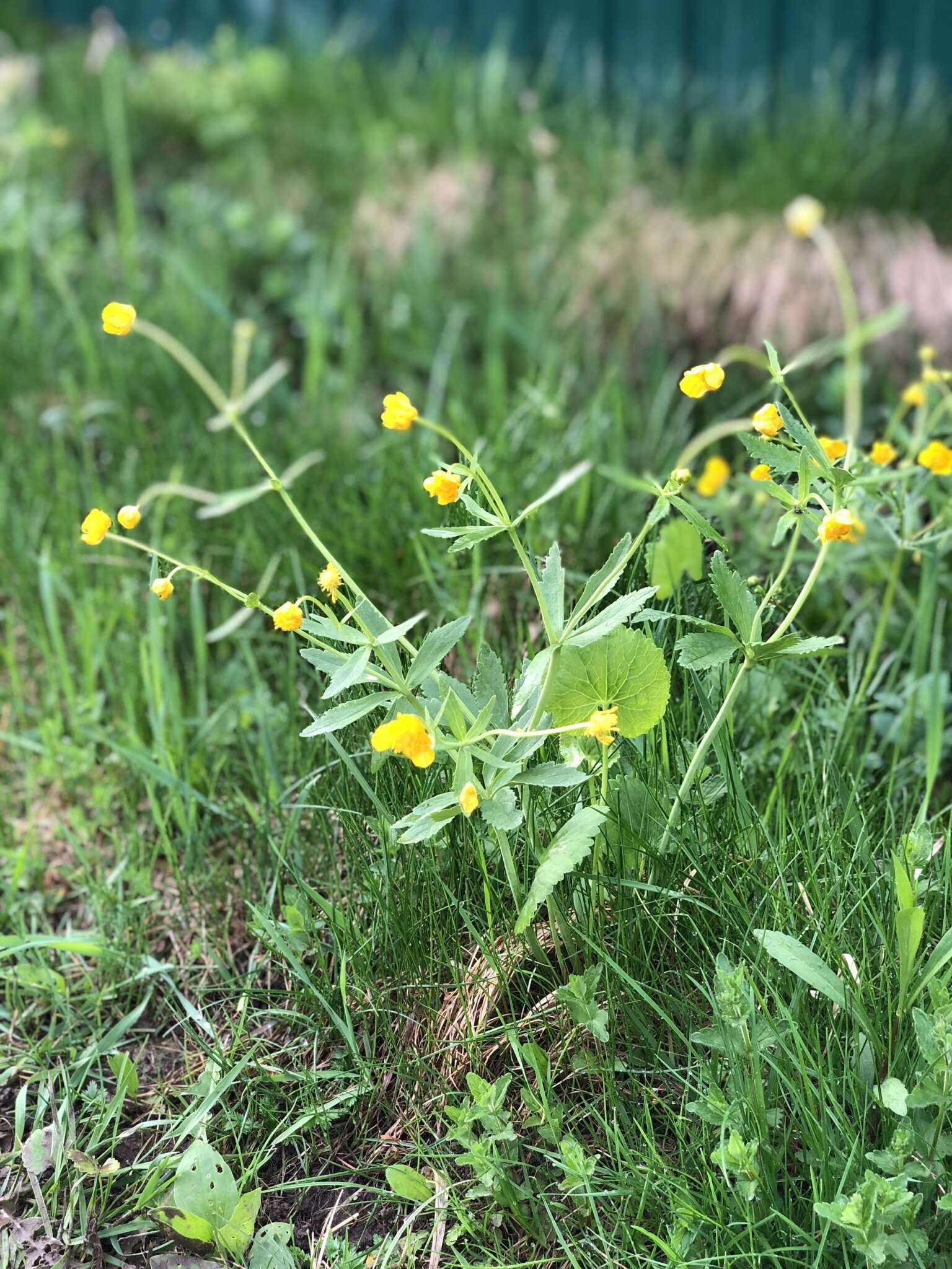 Image de Ranunculus cassubicus L.