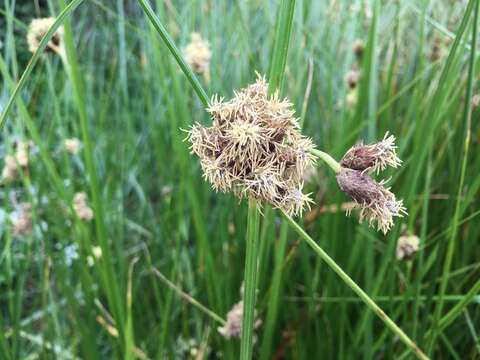 Image of cosmopolitan bulrush