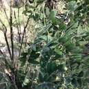 Sivun Brongniartia lupinoides (Kunth) Taub. kuva