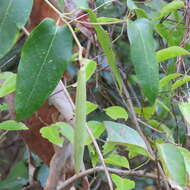 Image of Parsonsia velutina R. Br.