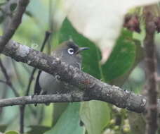 Zosterops olivaceus (Linnaeus 1766) resmi