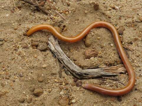 Image of Cuvier's Legless Skink