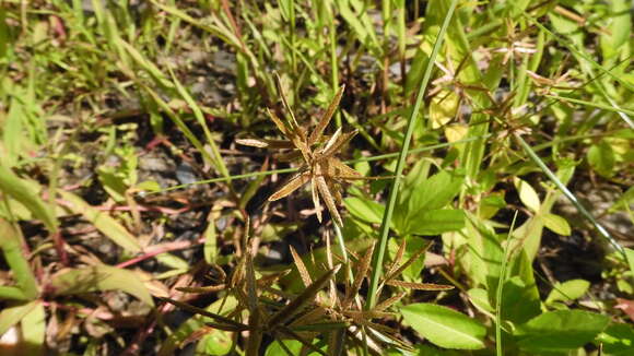 Image of Yellow Flatsedge