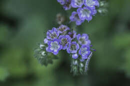 Phacelia rupestris Greene的圖片