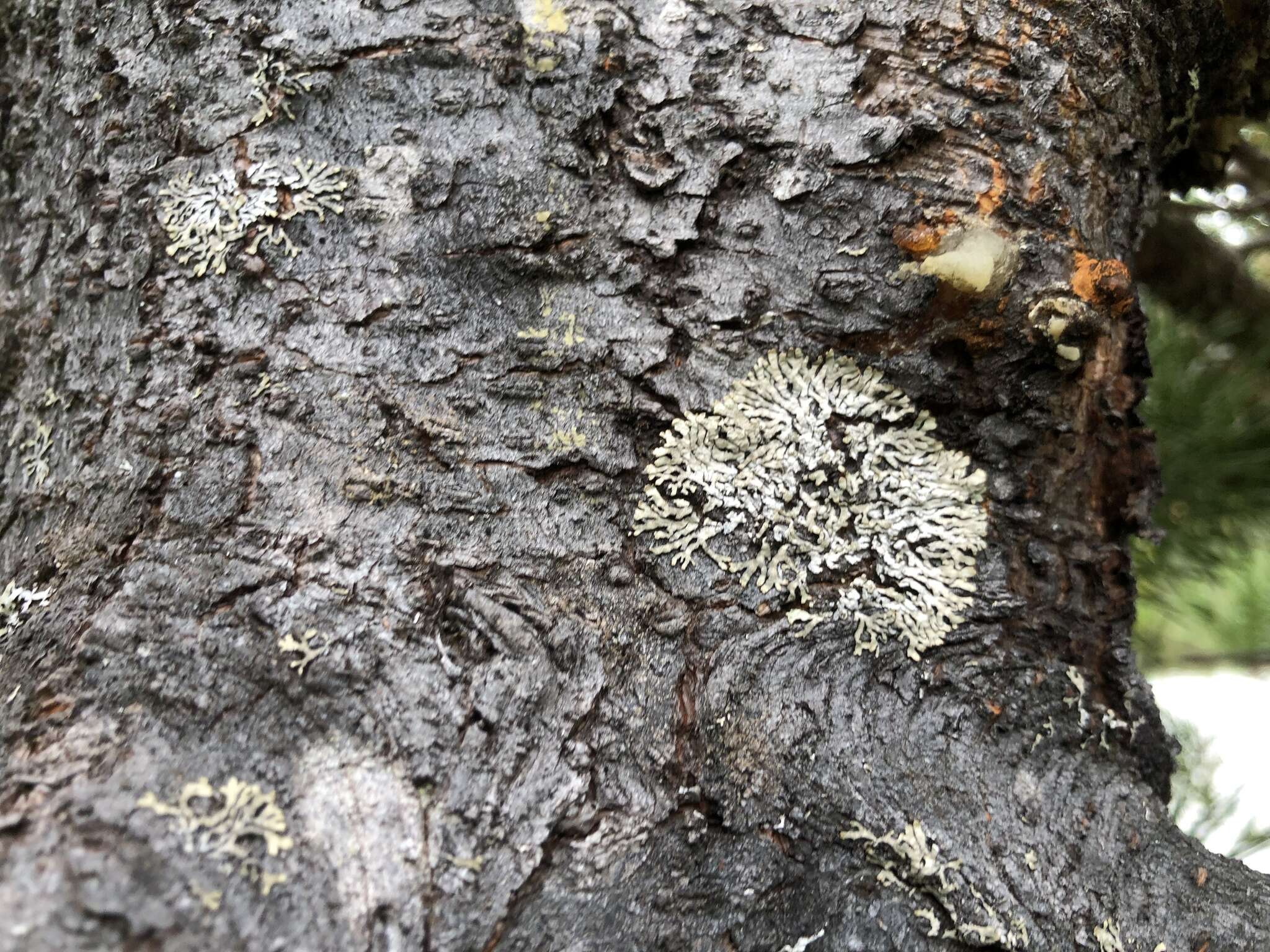 Image of bran lichen