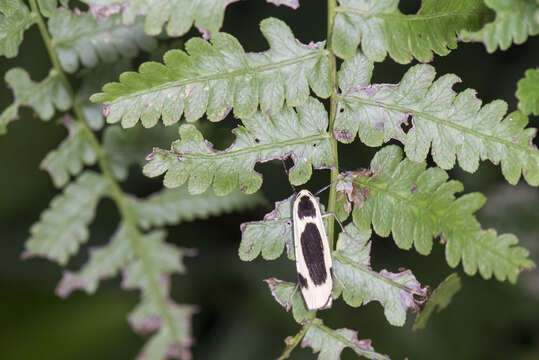 Image of Thysanoptyx incurvata (Wileman & West 1928)