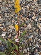 Image of Mt. Albert goldenrod