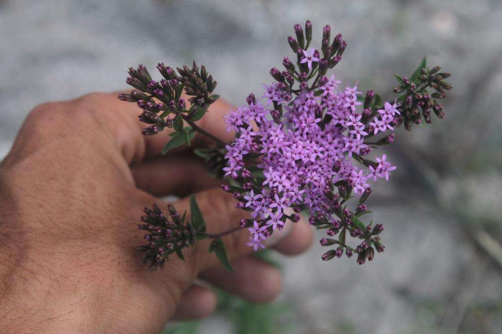 Image of Stevia porphyrea Mc Vaugh