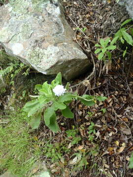 صورة Scabiosa africana L.