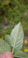 Image of Bidens bicolor Greenm.