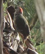 Image of Golden-tailed Woodpecker