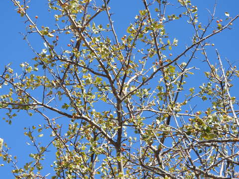 Plancia ëd Pyrus bourgaeana Decne