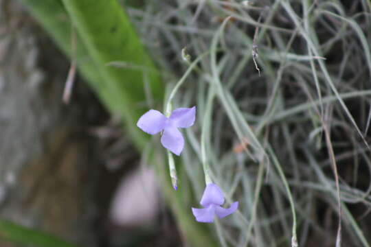 Image of Tillandsia mallemontii Glaz. ex Mez