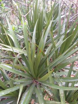 Imagem de Puya nitida Mez