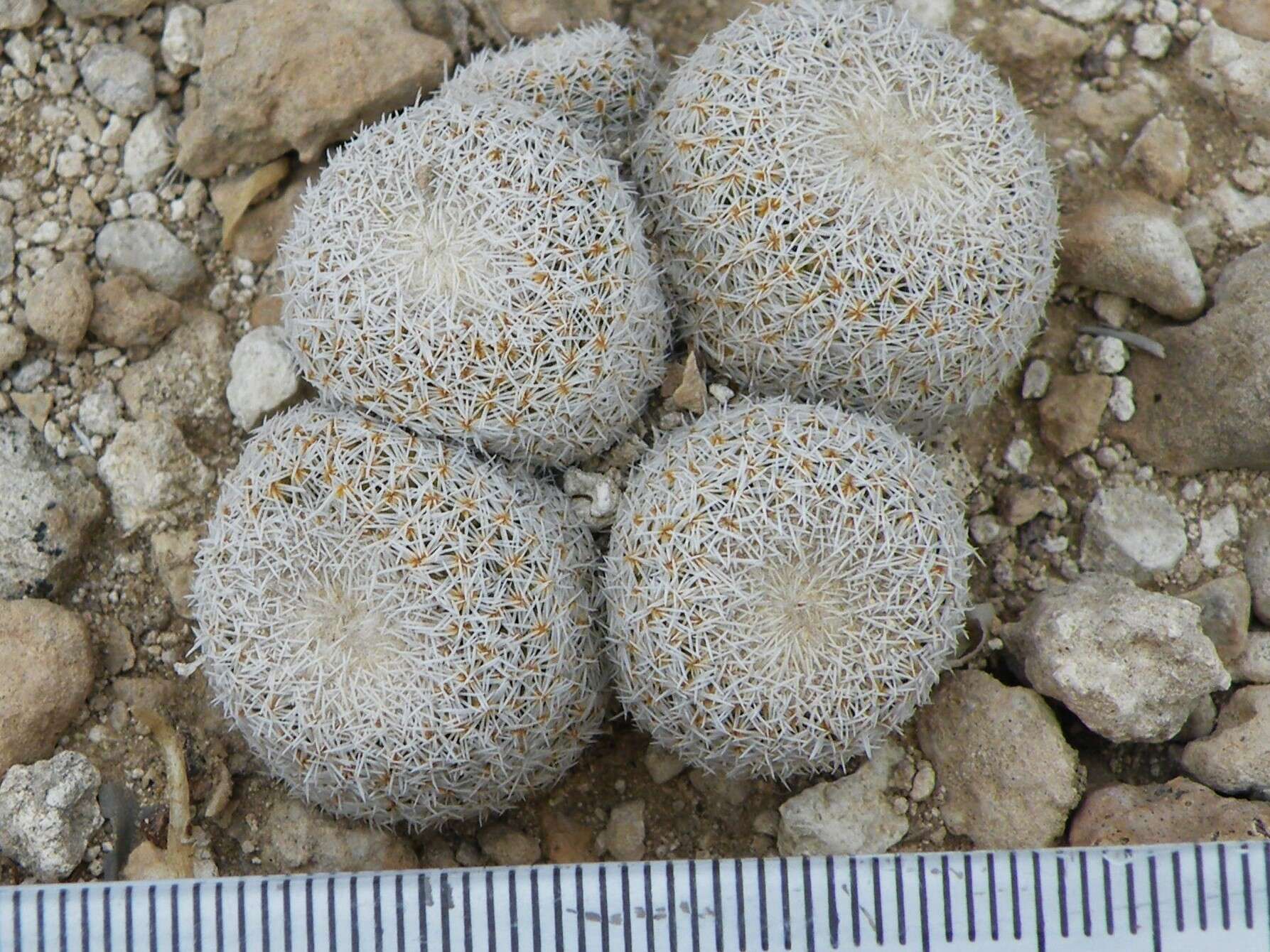 Image of Epithelantha greggii subsp. polycephala