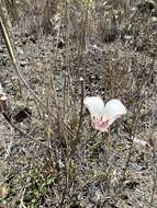 Calochortus simulans (Hoover) Munz resmi