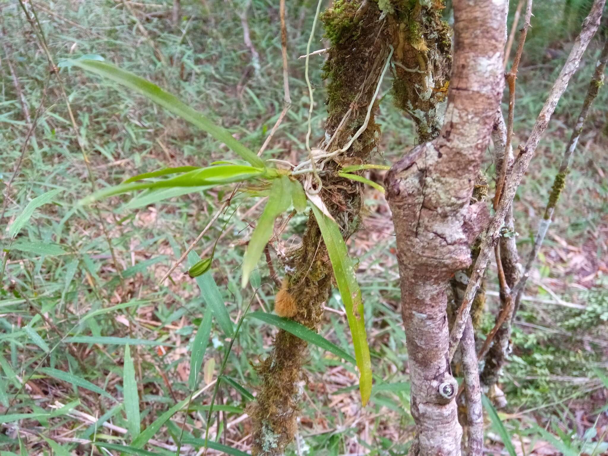 Plancia ëd Angraecum calceolus Thouars