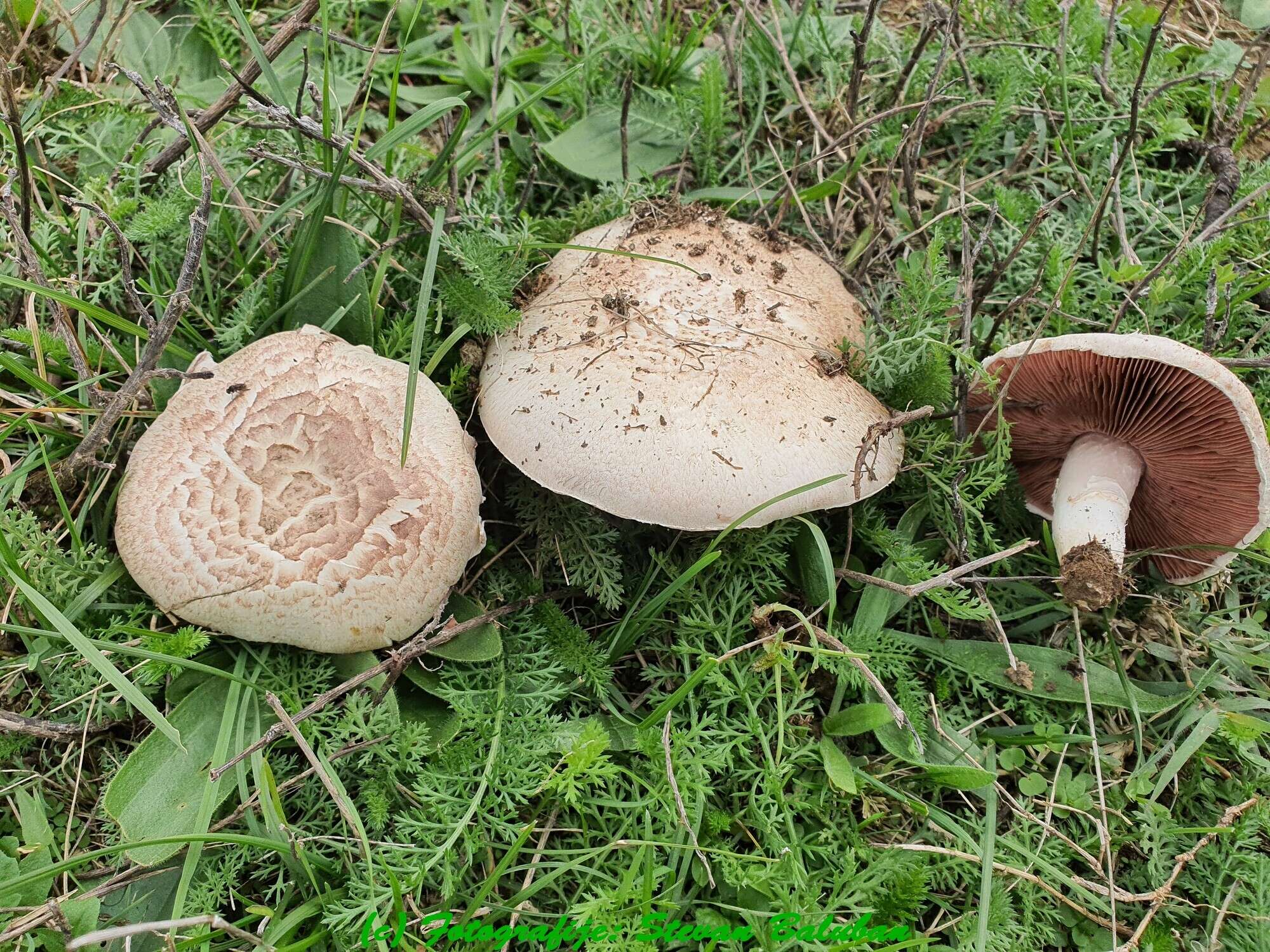 Image of Agaricus porphyrocephalus F. H. Møller