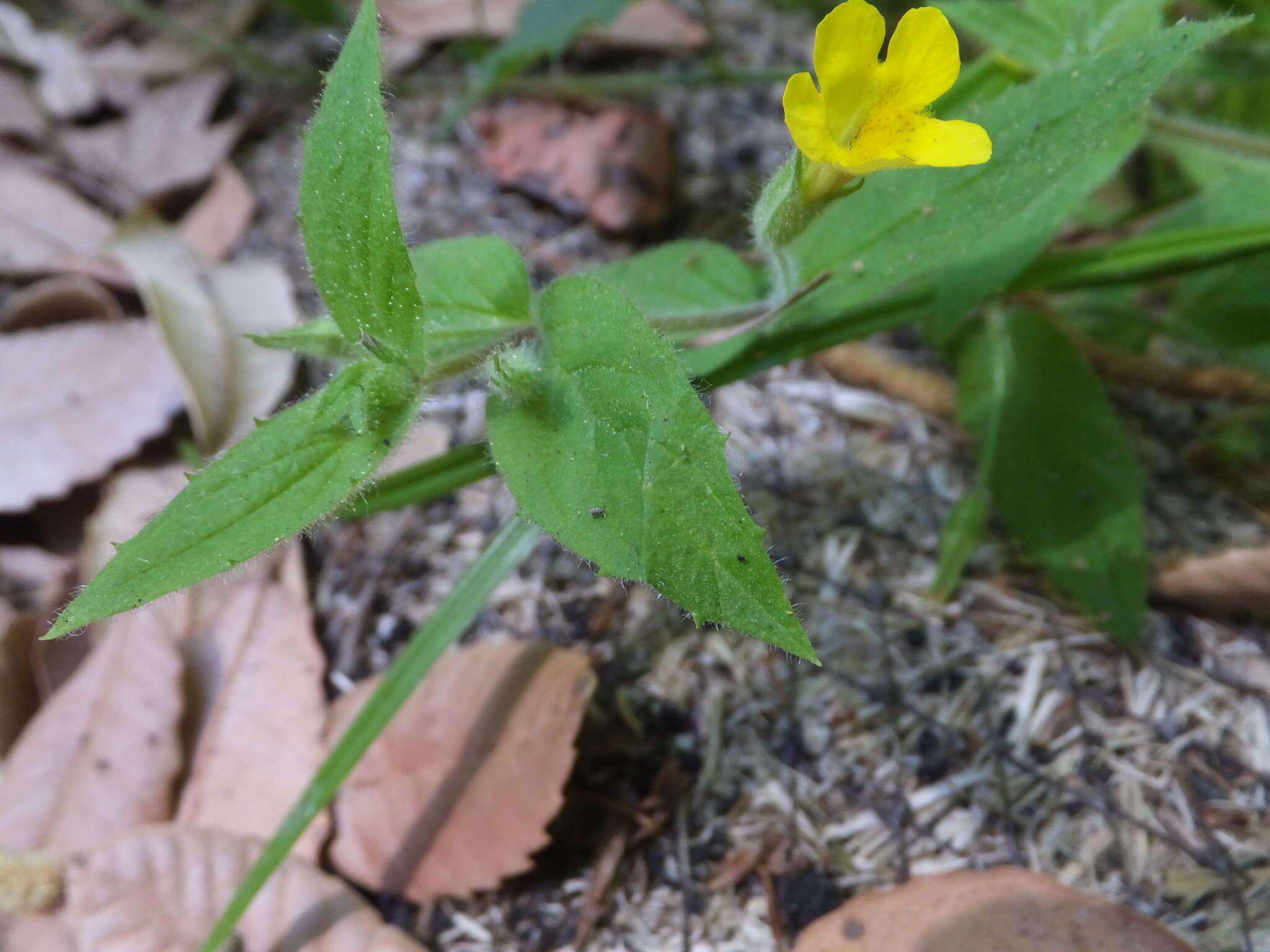 Image of Muskflower