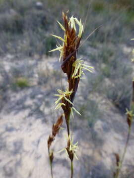 Image of Tetraria ustulata (L.) C. B. Clarke