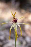 Image of Reaching spider orchid