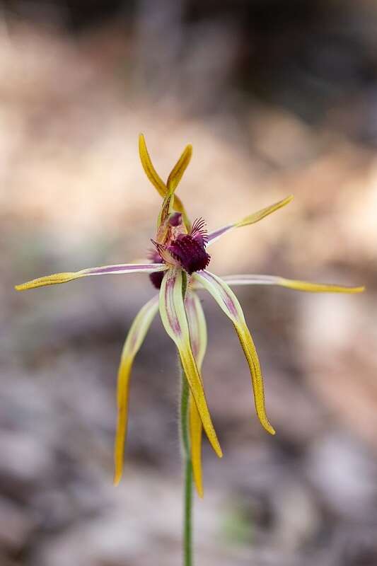 Caladenia arrecta Hopper & A. P. Br. resmi