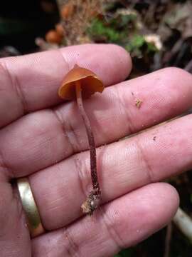 Image de Psilocybe yungensis Singer & A. H. Sm. 1958