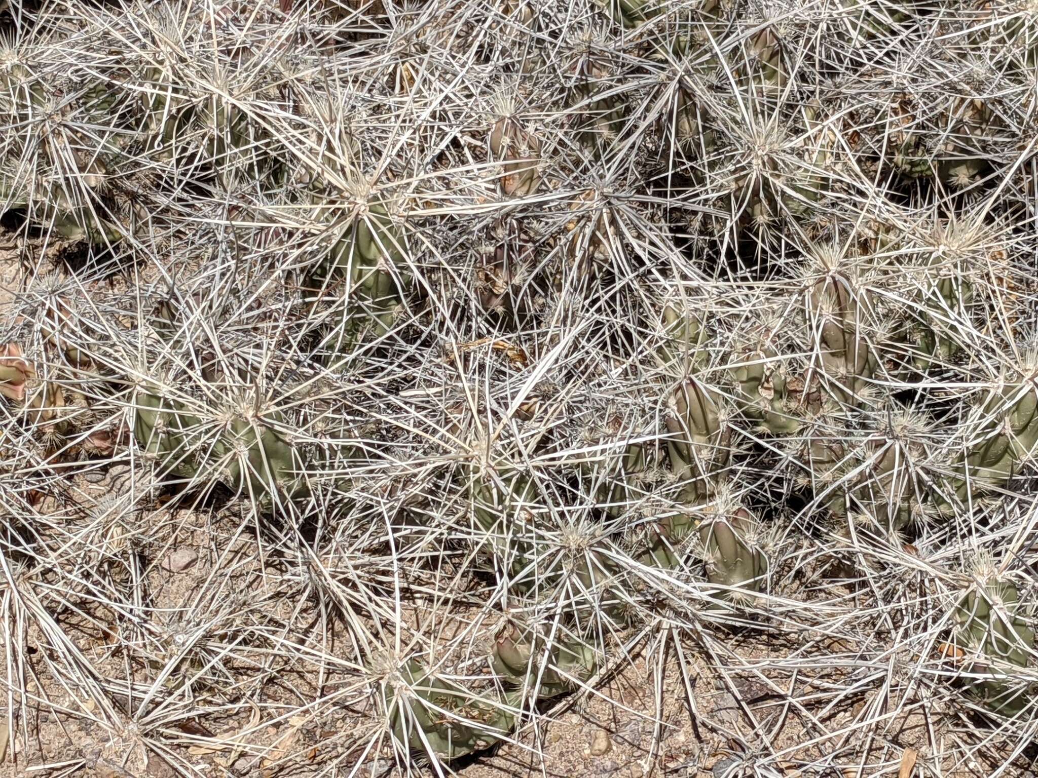 Image of Grusonia densispina (Ralston & Hilsenb.) Rebman