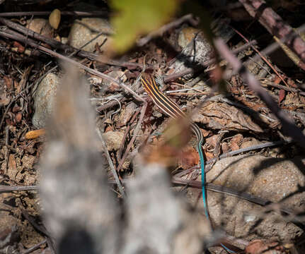 Image of Isla San José Whiptail
