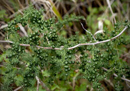 Image of Asparagus acutifolius L.