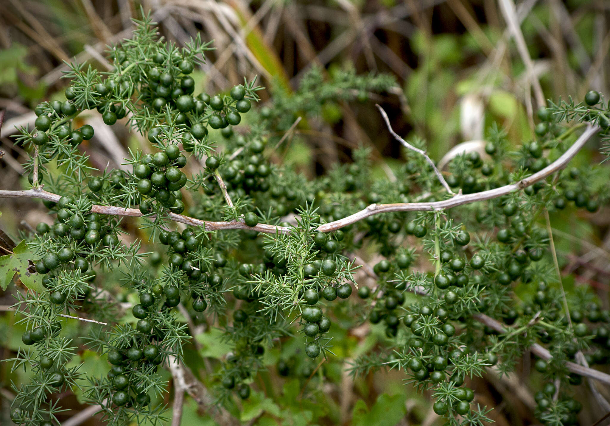 Image of Asparagus acutifolius L.