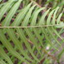 Image of Long-Leaf Brake