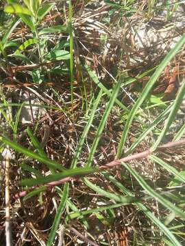 Image of Michaux's Milkweed