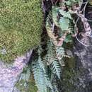 Sivun Polypodium saximontanum Windham kuva