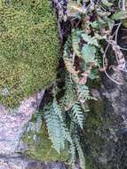 Sivun Polypodium saximontanum Windham kuva