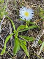 Image of Skiatophytum skiatophytoides (Leistn.) Klak