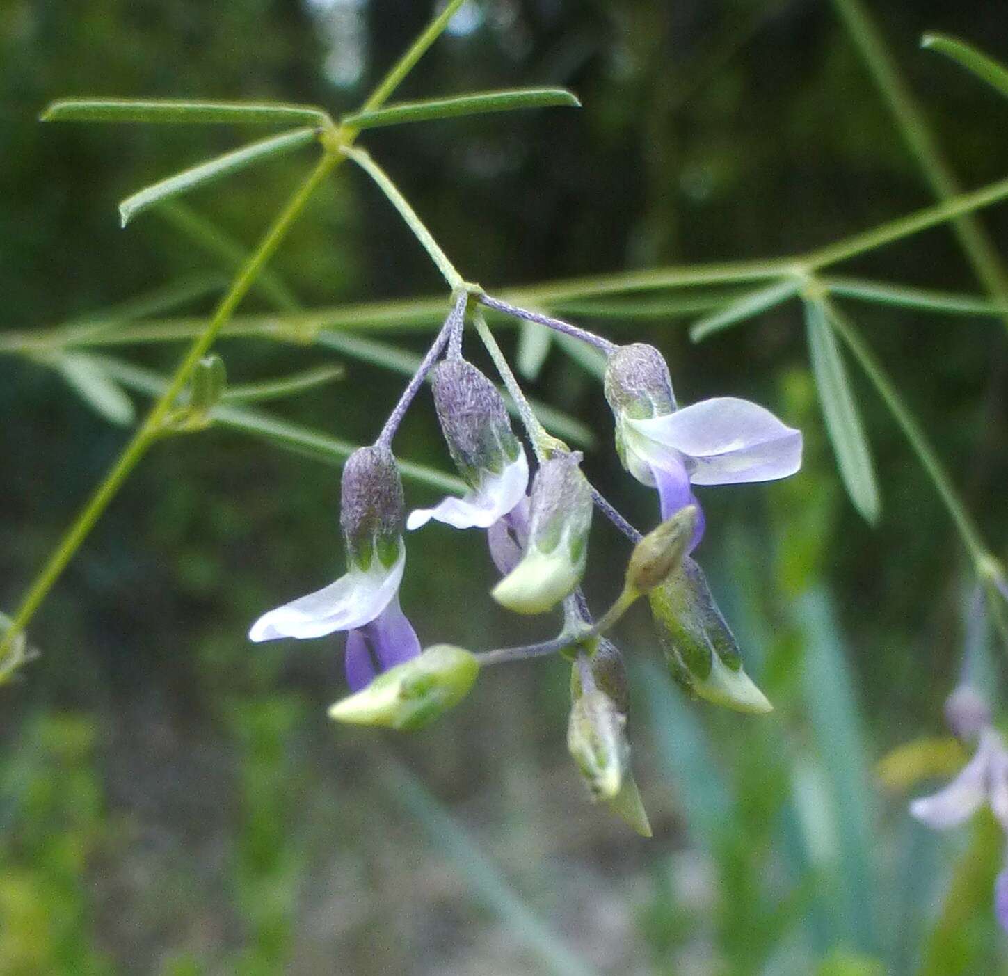 Image of narrowleaf Indian breadroot